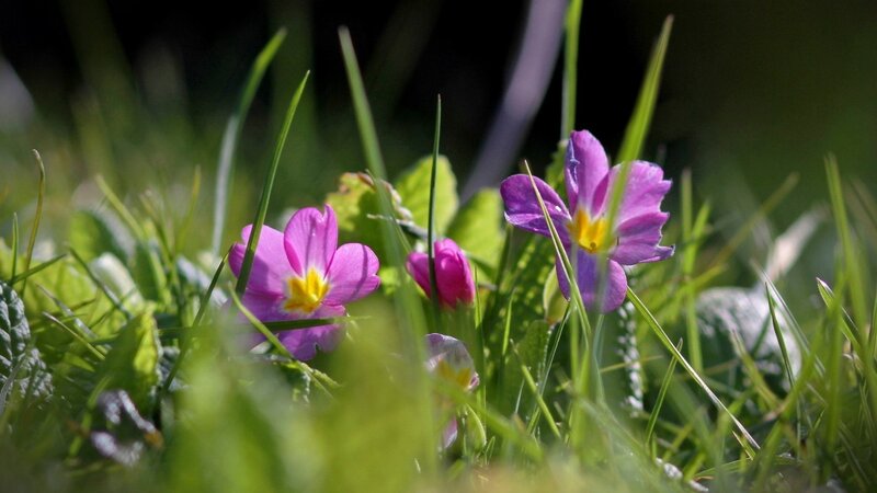 Purple Primroses in Grass — Serene, Spring, Photograph