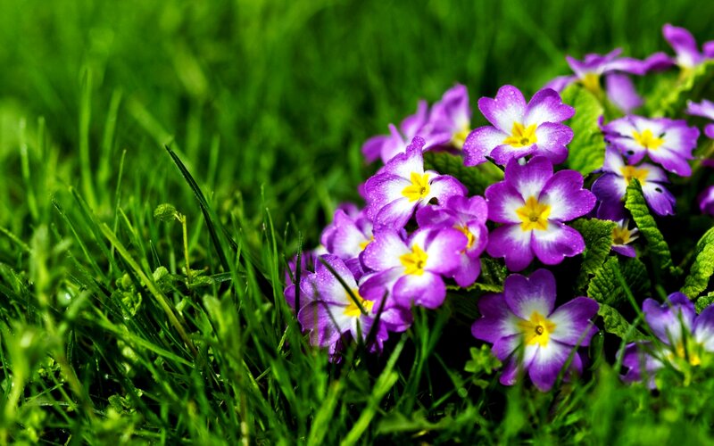 Purple Primroses in Grass