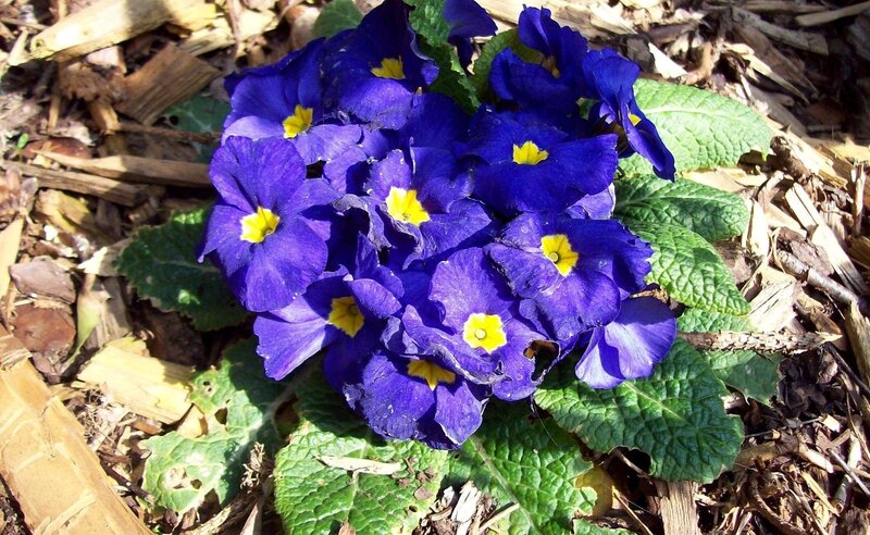 purple primroses in mulch