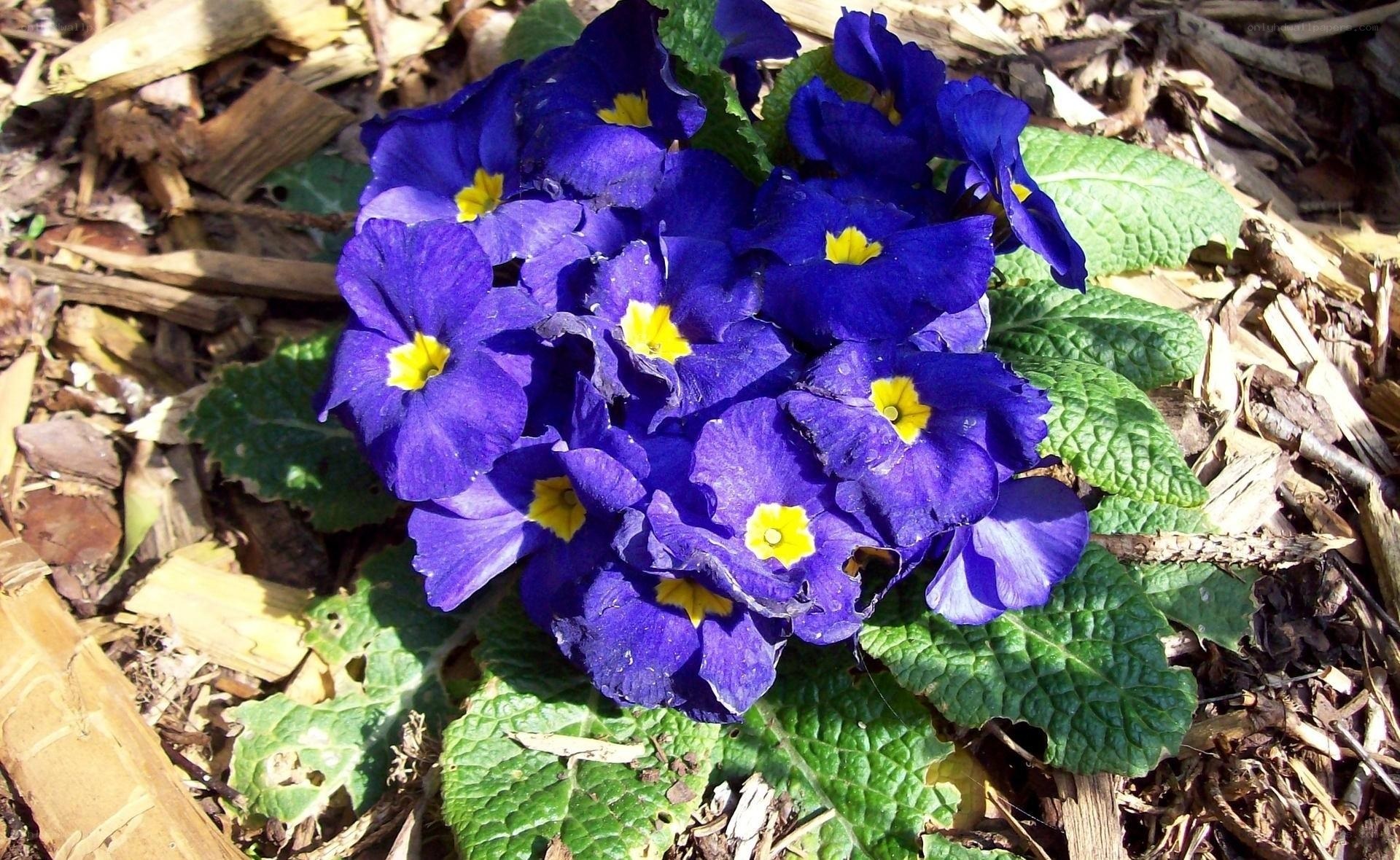 purple primroses in mulch