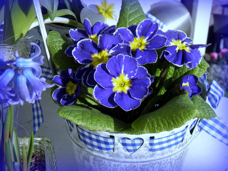 Purple Primroses in Pot