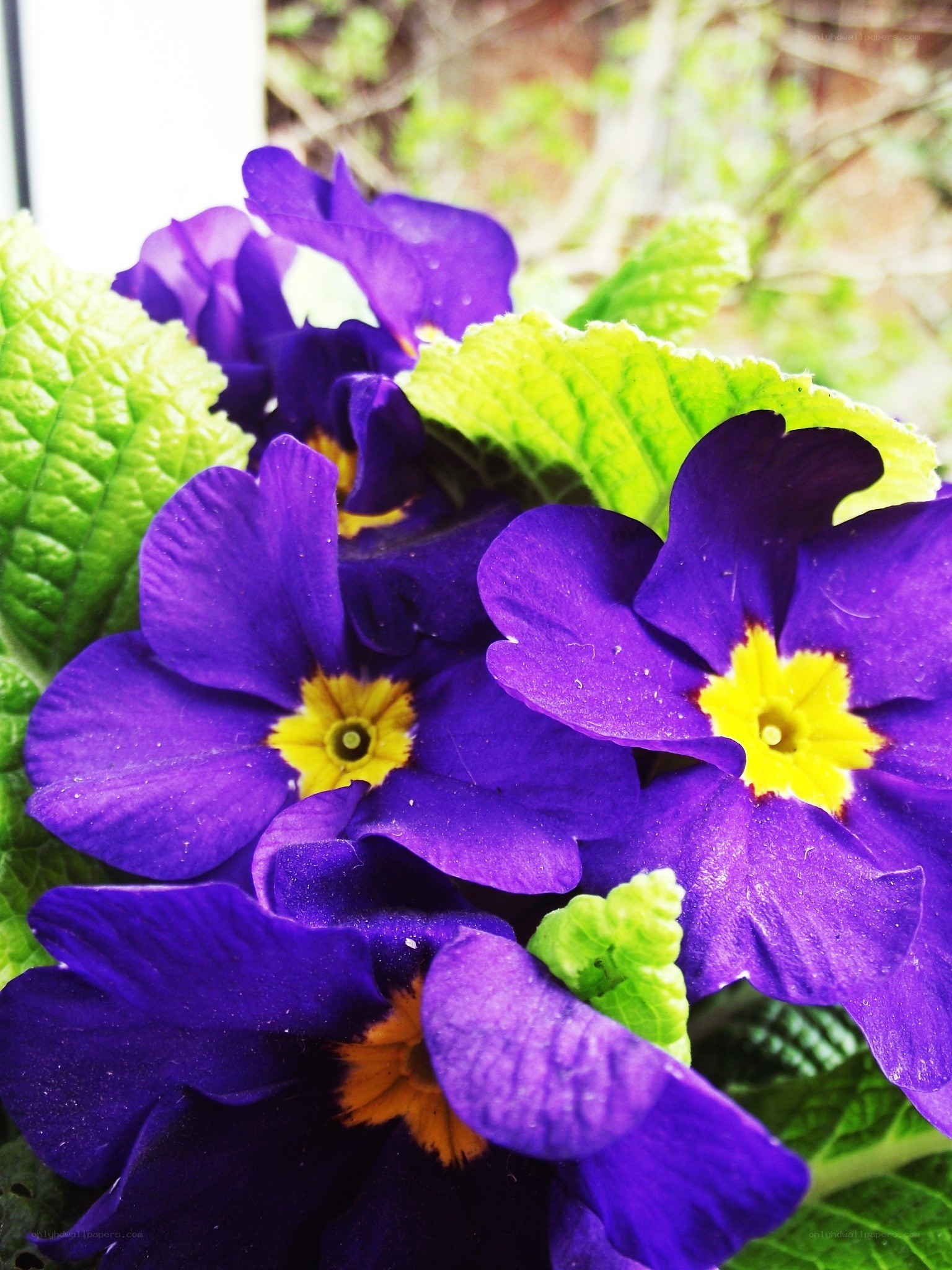 Purple primroses with yellow centers