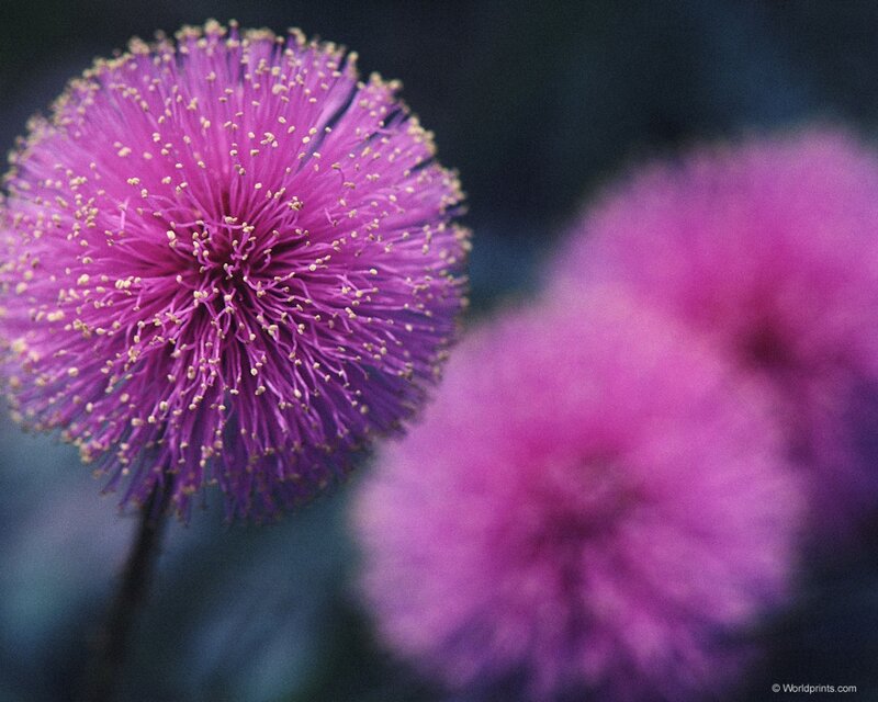 Purple puffball flower close-up