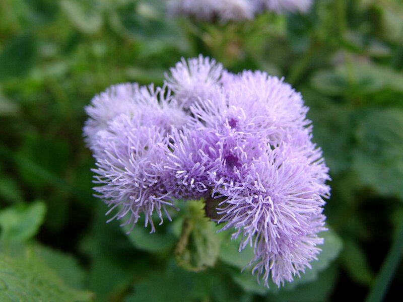 Purple Puffy Flower