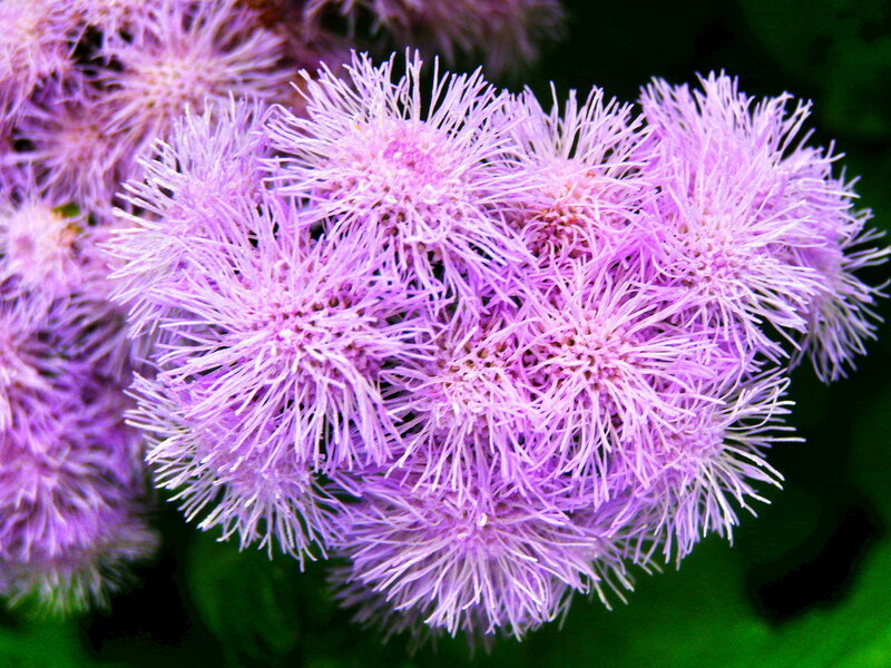 Purple Puffy Flowers — Calm