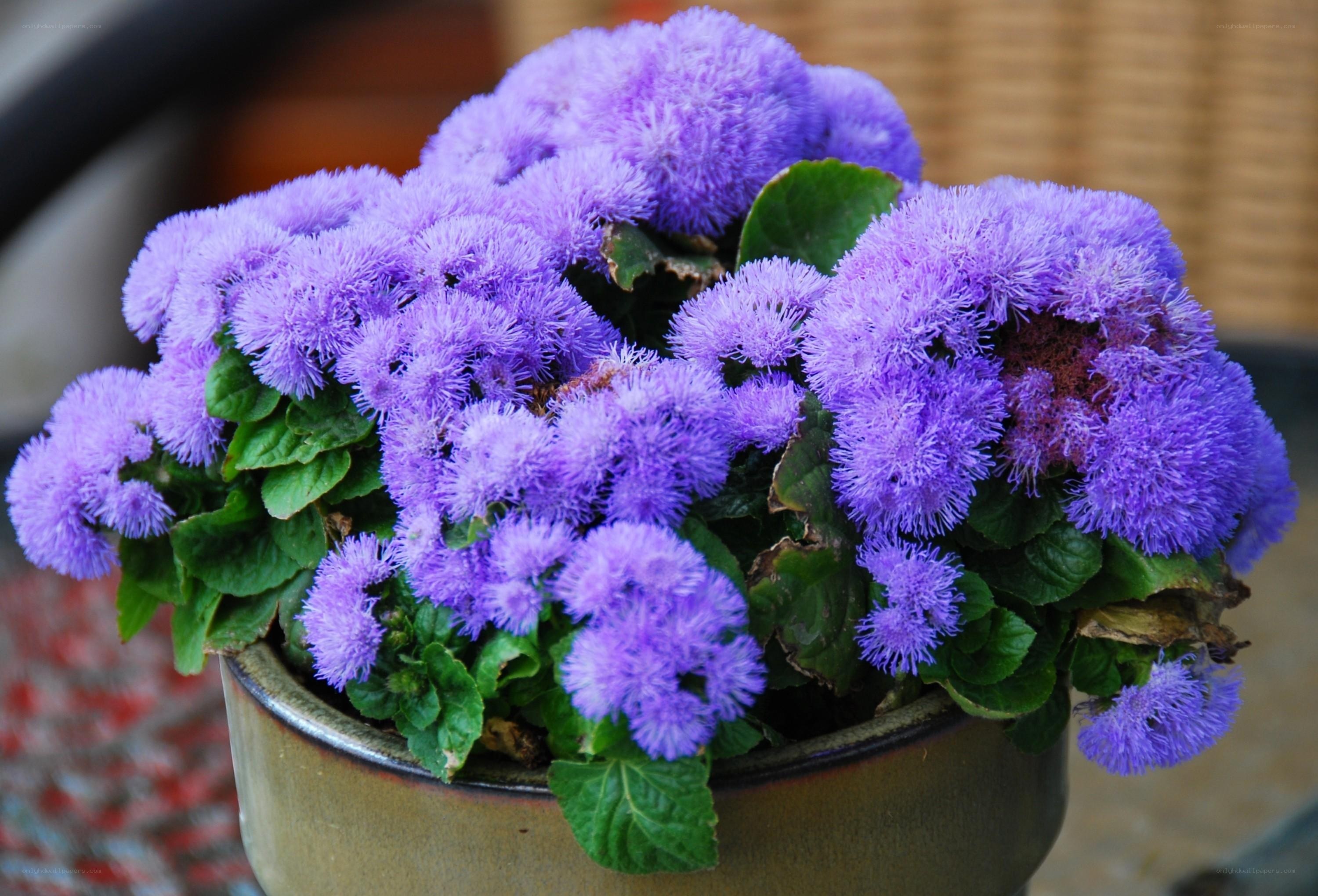 Purple puffy flowers in a pot