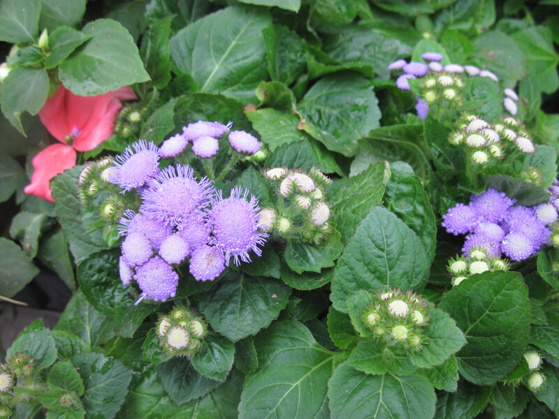 Purple Puffy Flowers