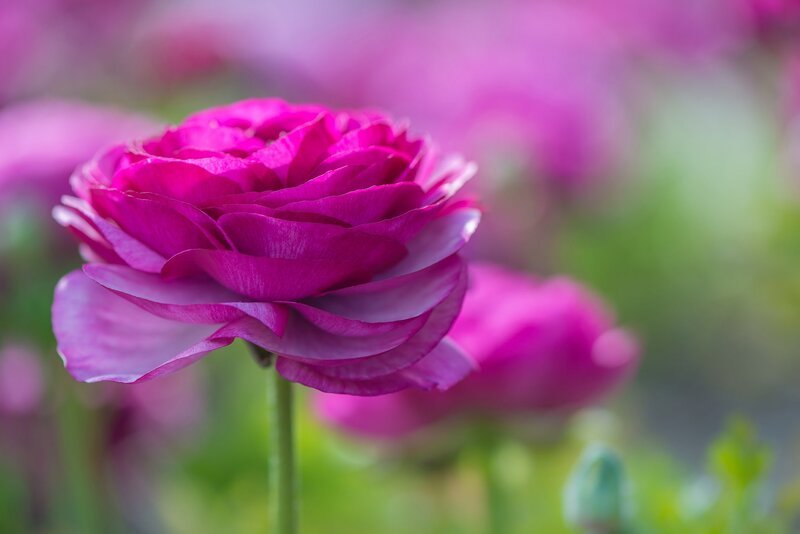 Purple Ranunculus Flower — Pink, Serene