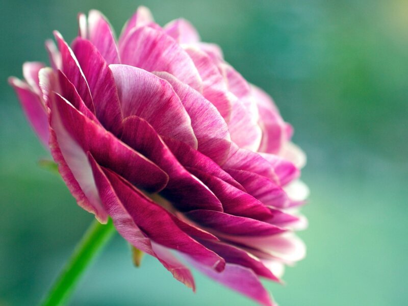 Purple Ranunculus Flower — Pink