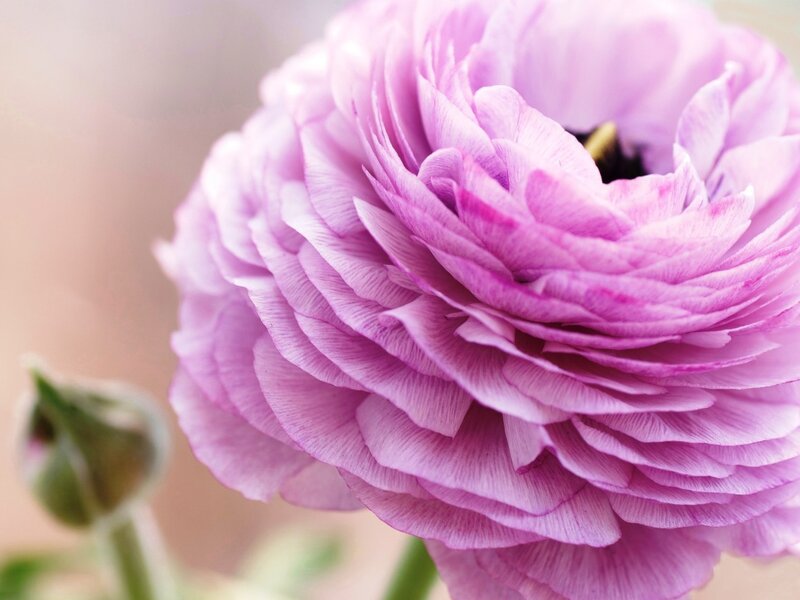 Purple Ranunculus Flower — Serene, Photograph, Bud