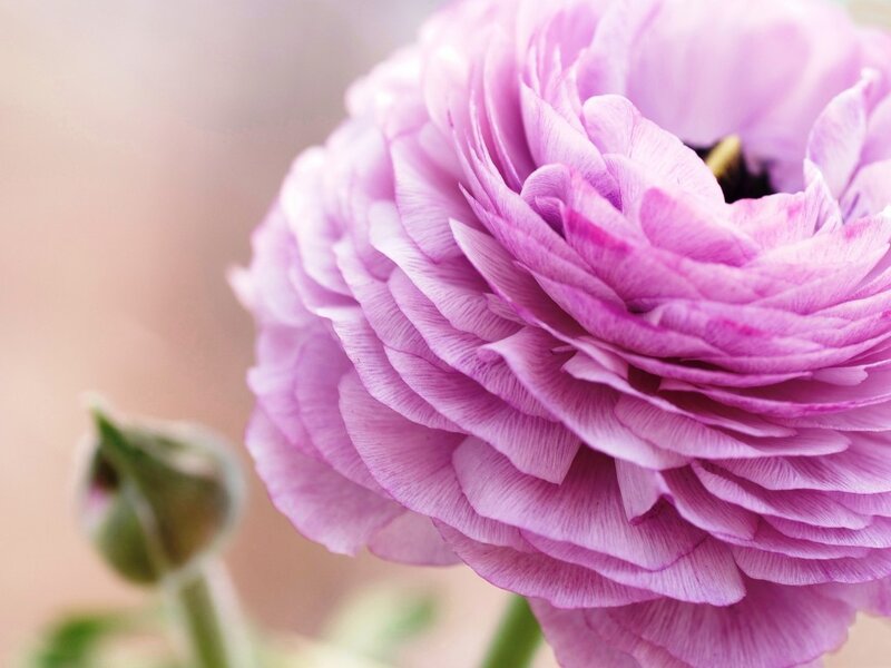 Purple Ranunculus Flower — Serene, Photograph