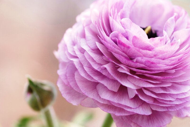 Purple Ranunculus Flower — Serene