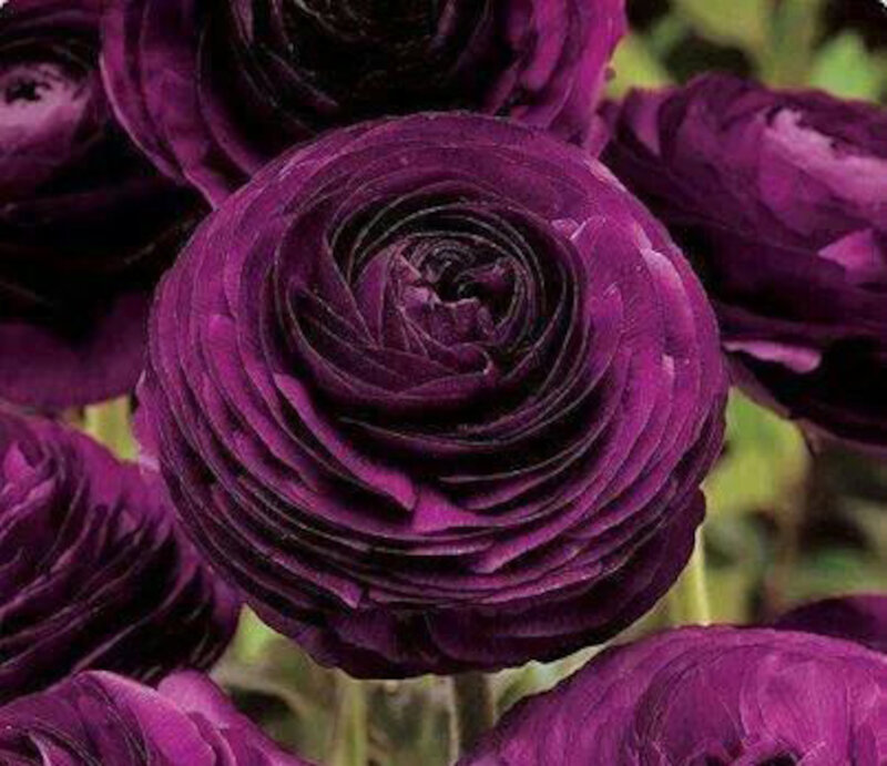 Purple Ranunculus Flowers — Calm, Photograph, Greenery