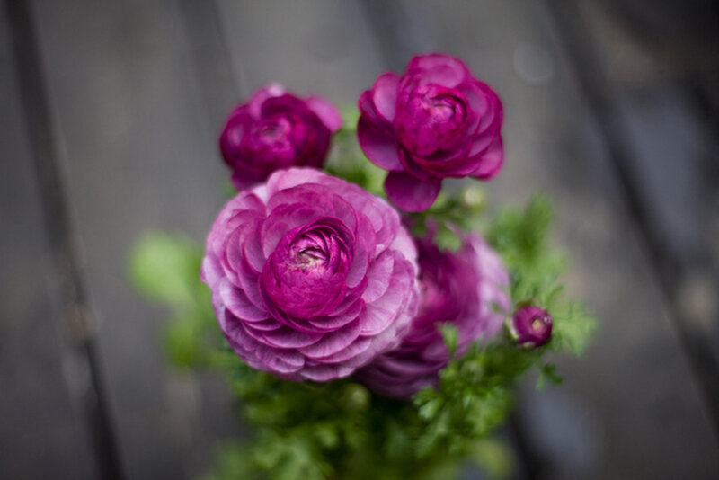 Purple Ranunculus Flowers — Calm, Photograph