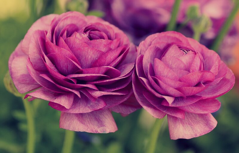 Purple Ranunculus Flowers — Calm, Spring