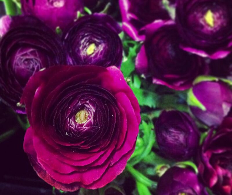 Purple Ranunculus Flowers — Calm