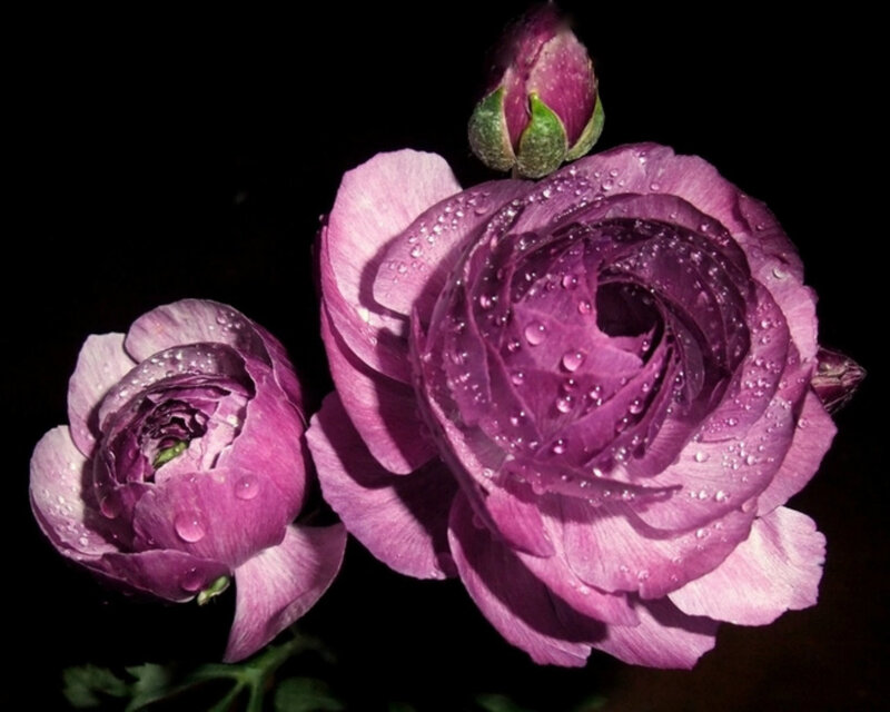 Purple Ranunculus Flowers — Dramatic