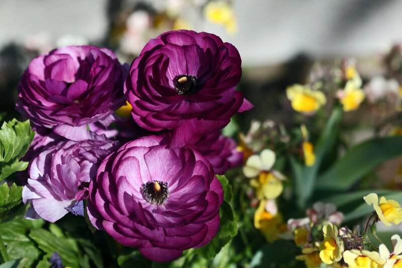 Purple Ranunculus Flowers — Serene, Afternoon