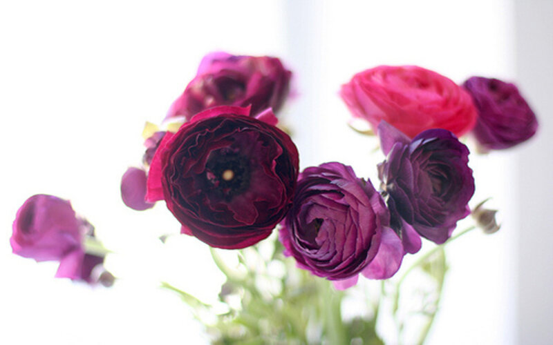 Purple Ranunculus Flowers — Serene