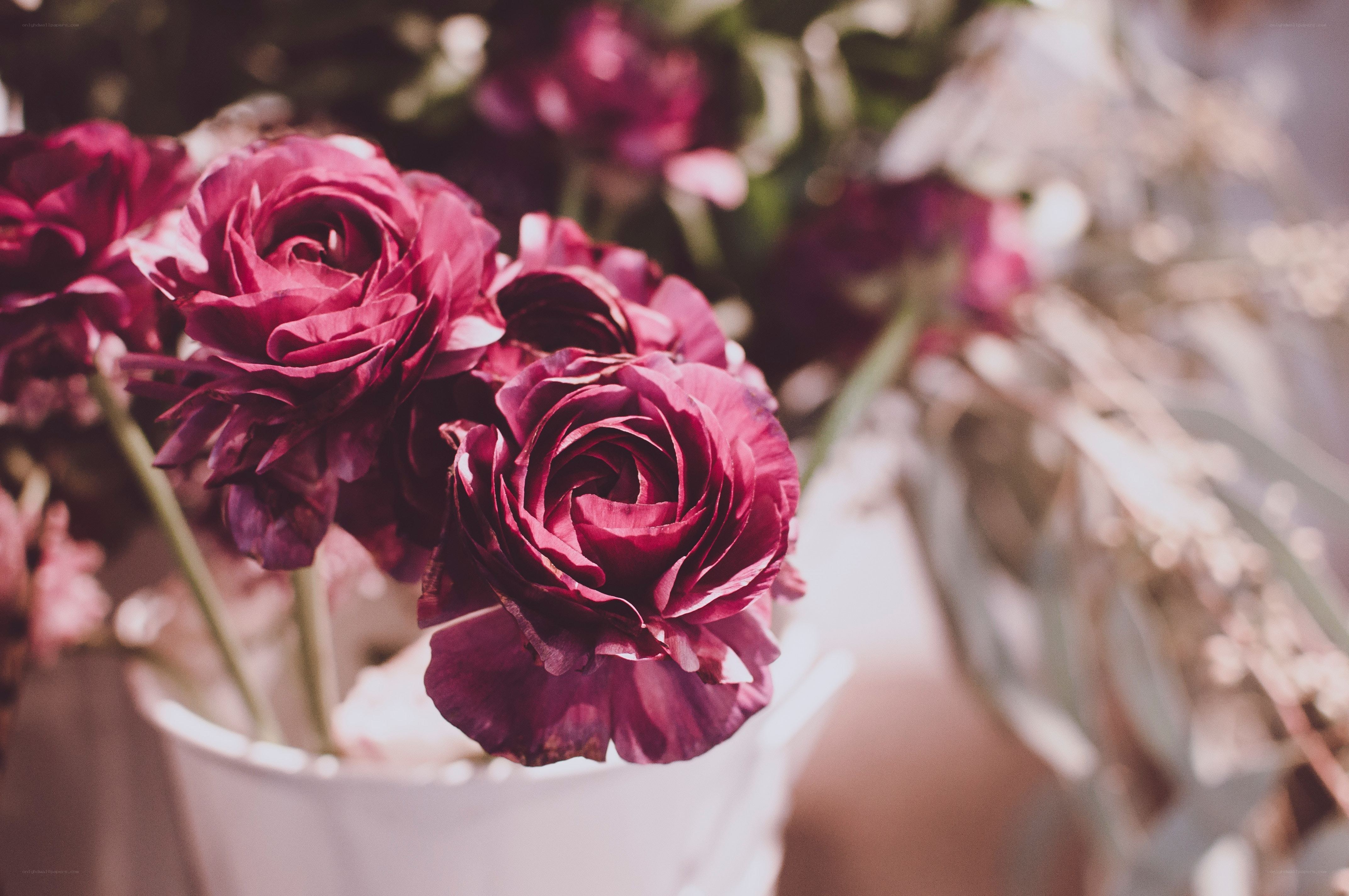 Purple ranunculus flowers