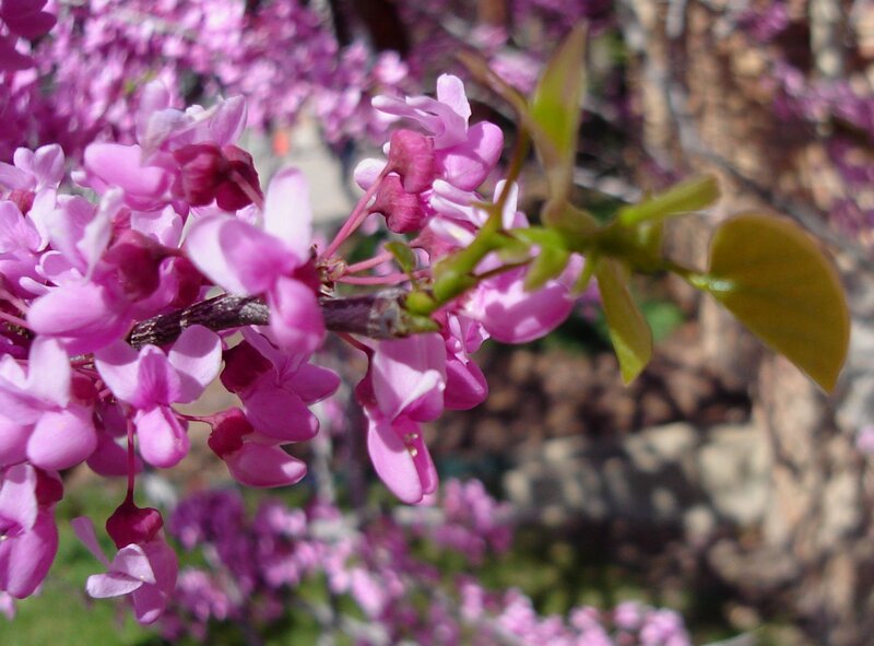 Purple Redbud Blossoms — Pink