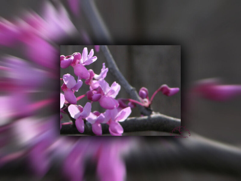 Purple Redbud Blossoms