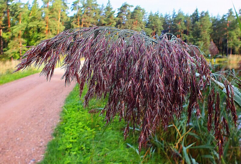 Purple Reed Plant
