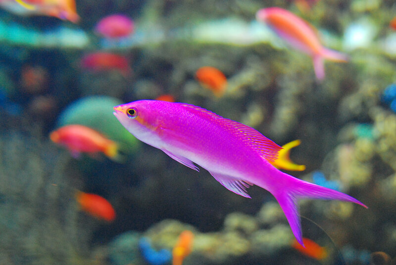 Purple Reef Fish