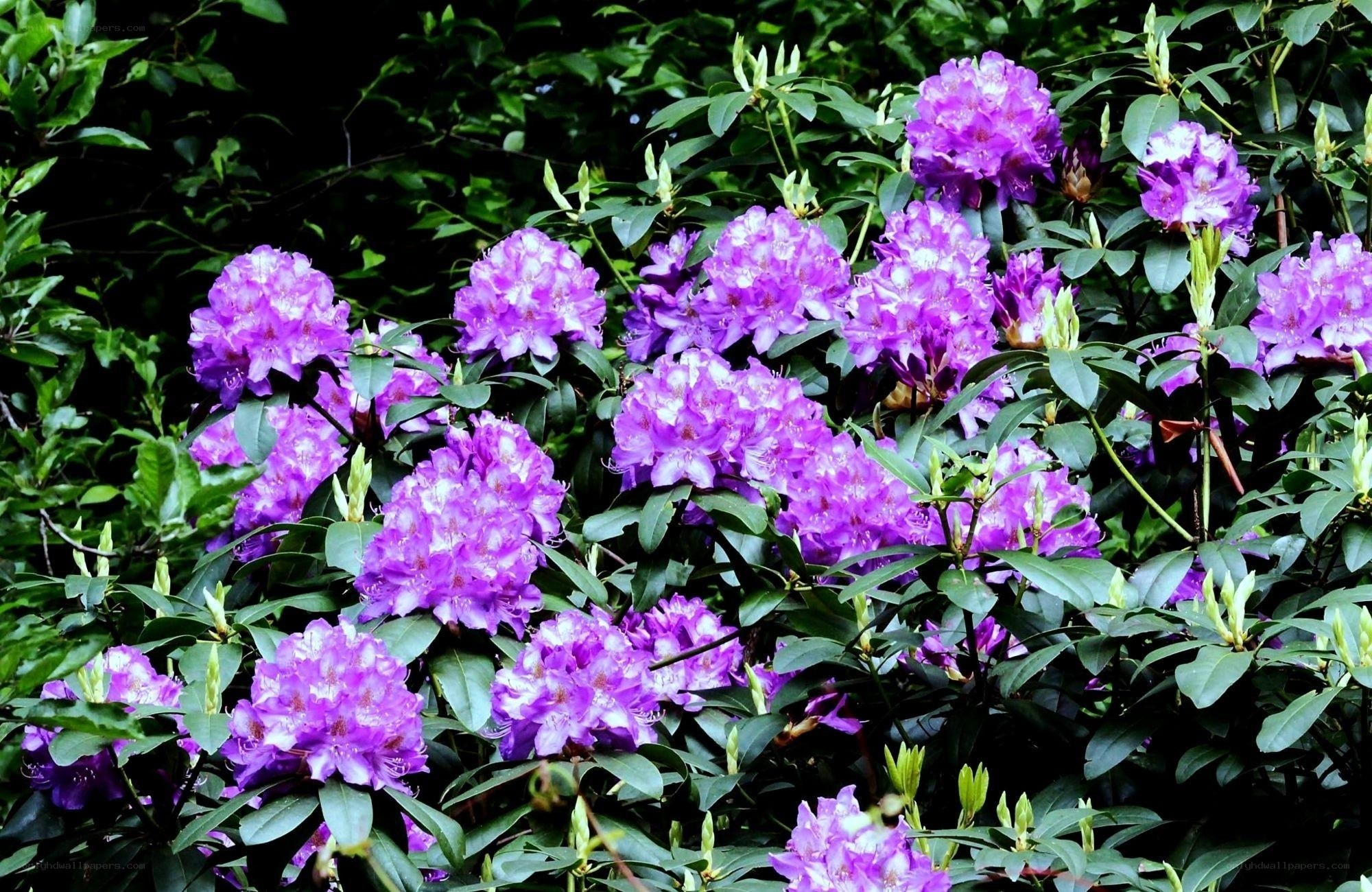purple rhododendron blooms