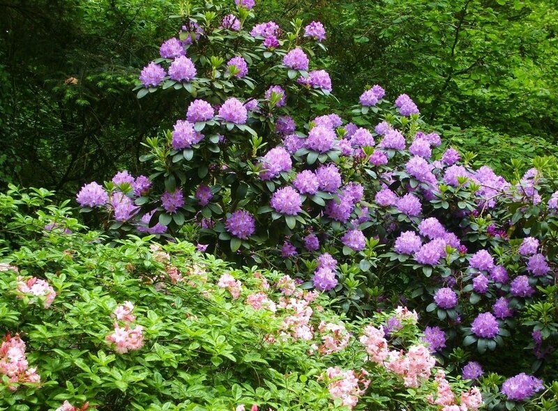 Purple rhododendron blooms
