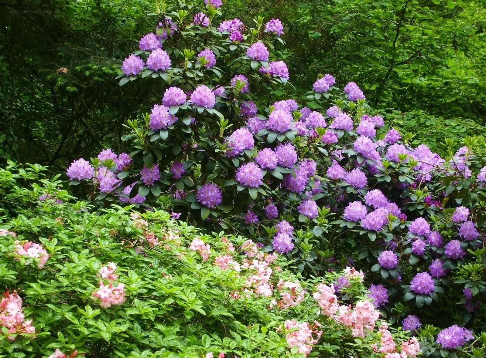 Purple rhododendron blooms