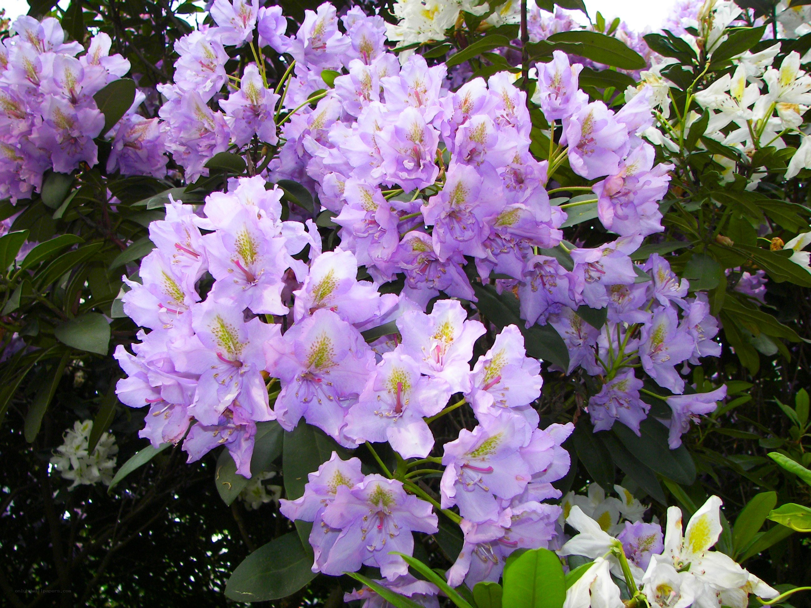 purple rhododendron blossoms