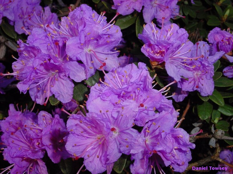 purple rhododendron blossoms
