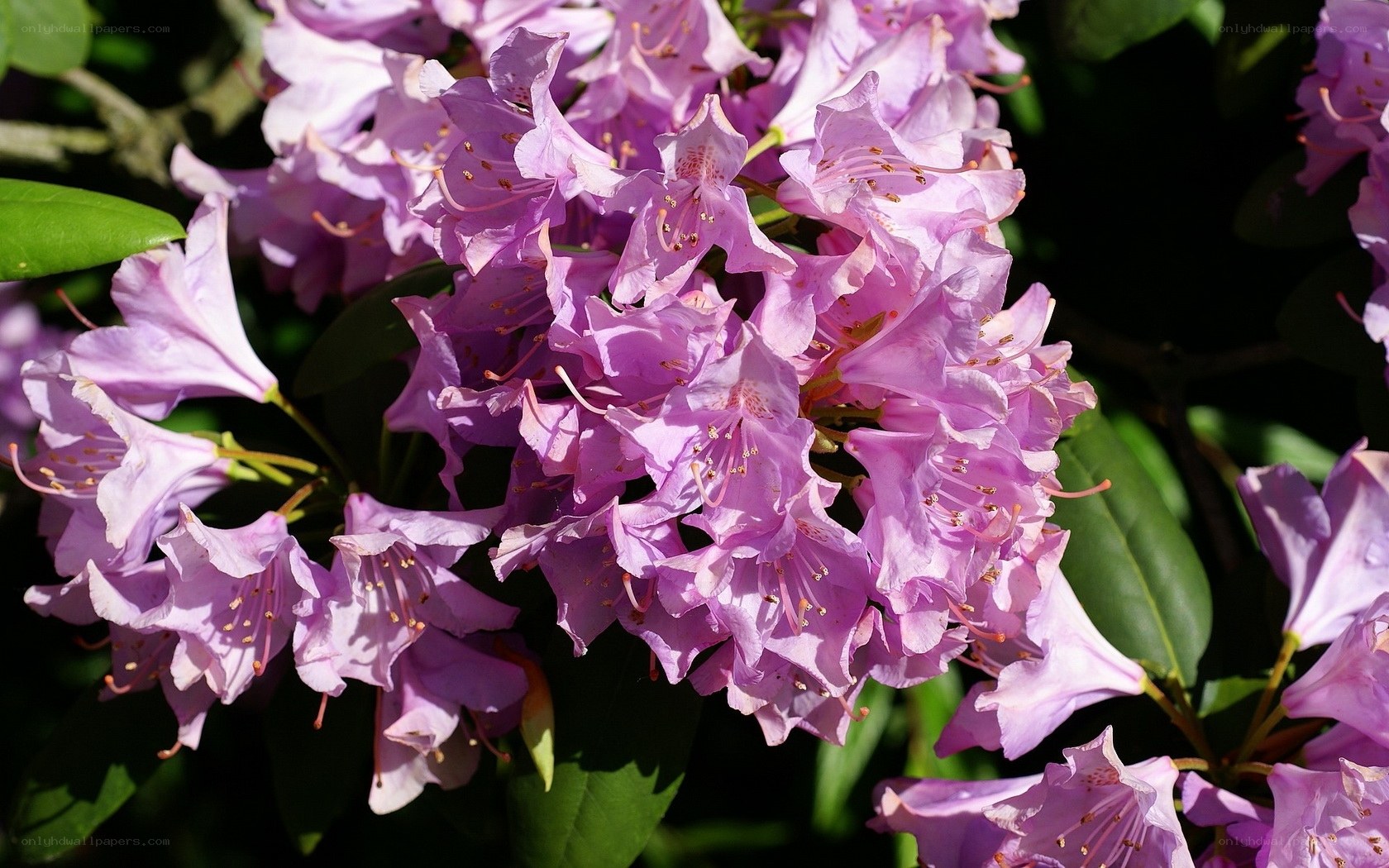 purple rhododendron blossoms