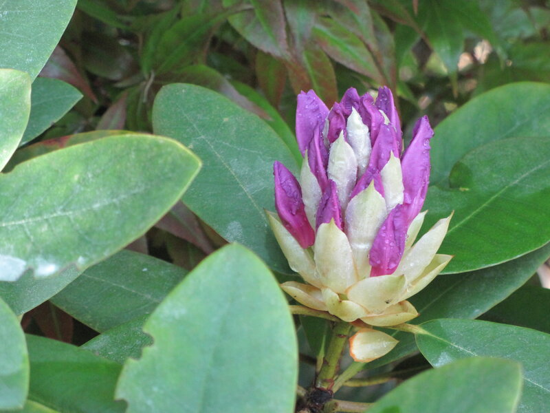 Purple Rhododendron Bud — Calm