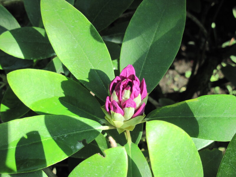 Purple Rhododendron Bud — Green, Serene