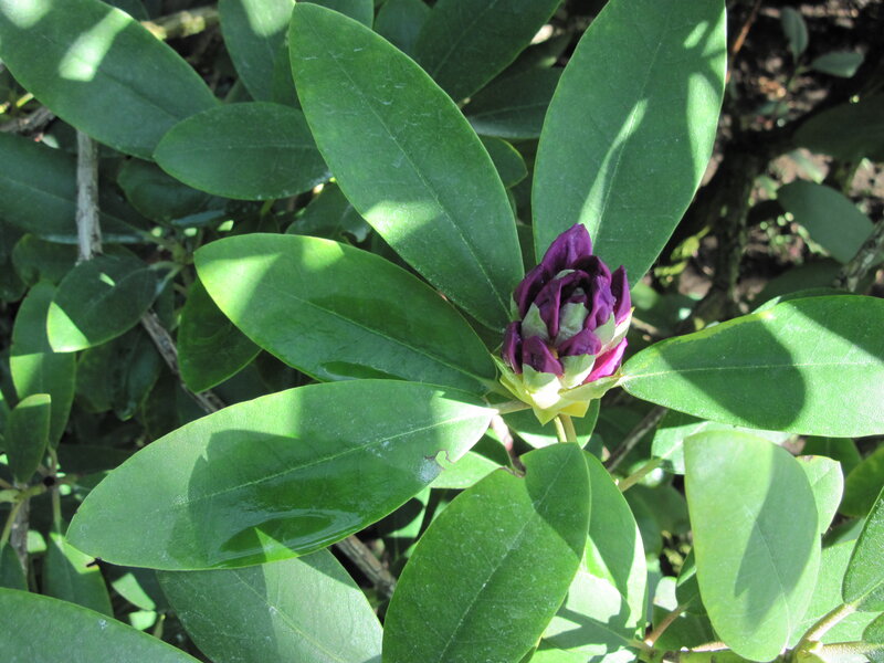 Purple Rhododendron Bud — Green