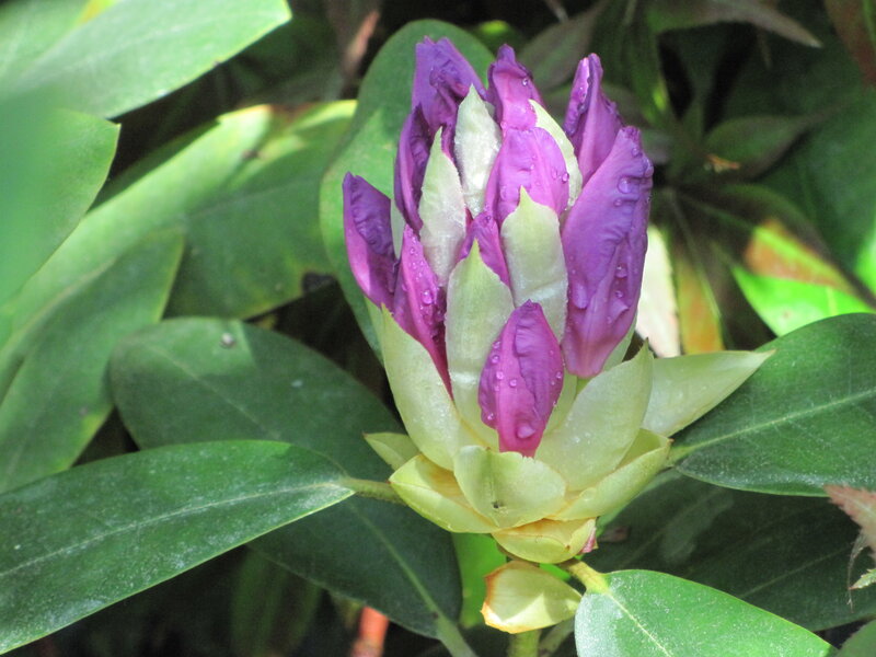 Purple Rhododendron Bud — Natural