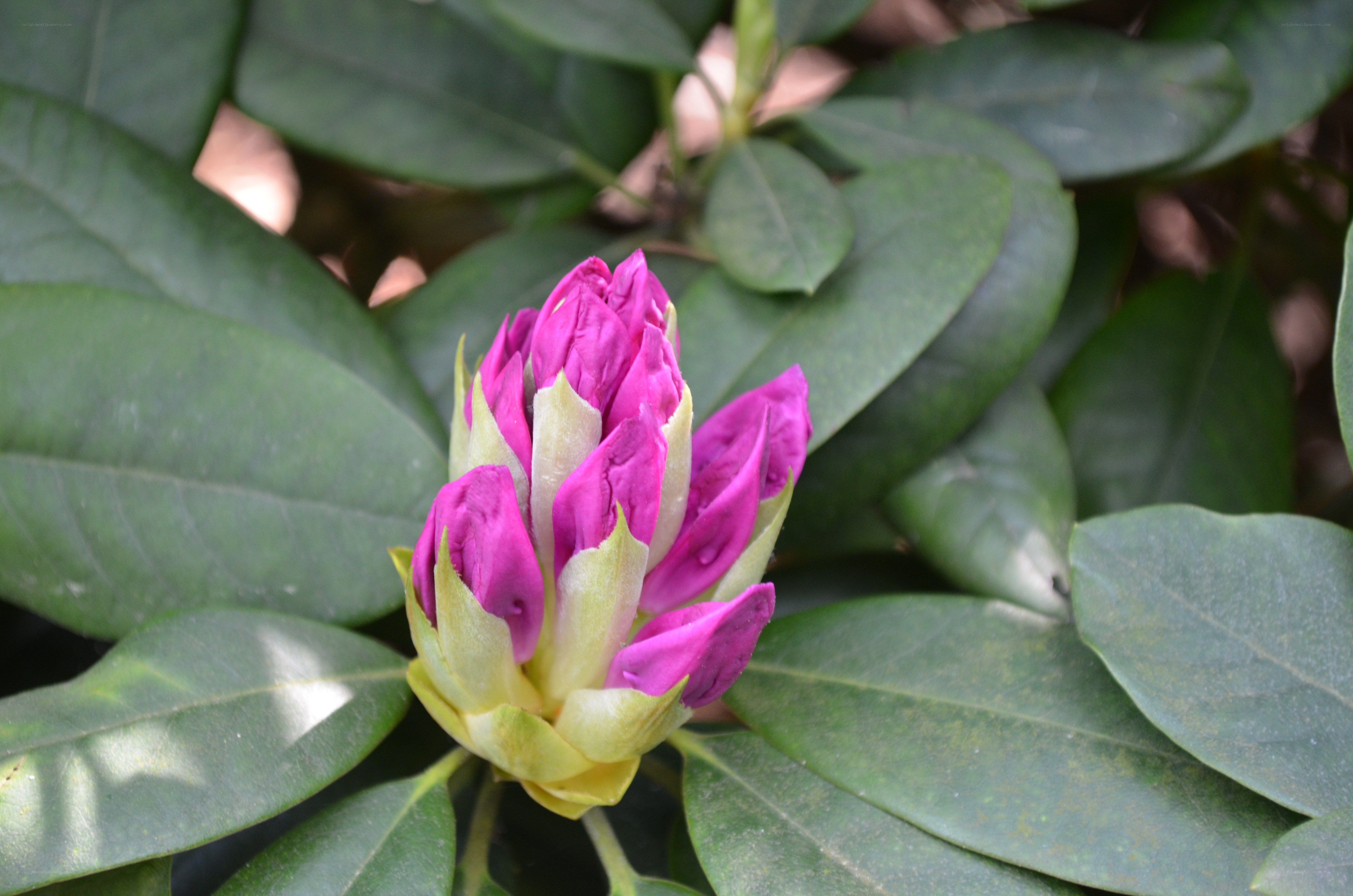 purple rhododendron bud