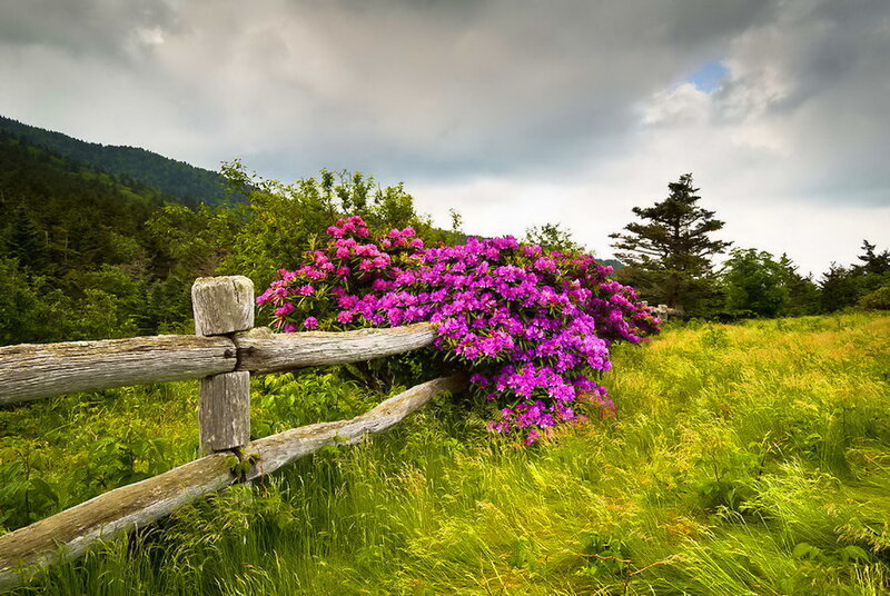 Purple Rhododendron Bush — Dramatic
