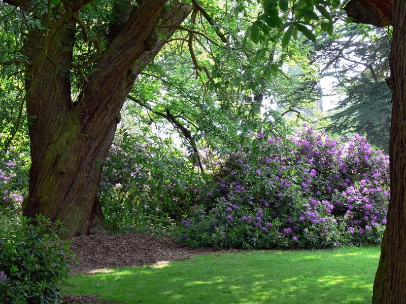 Purple Rhododendron Bush — Green, Serene, Afternoon