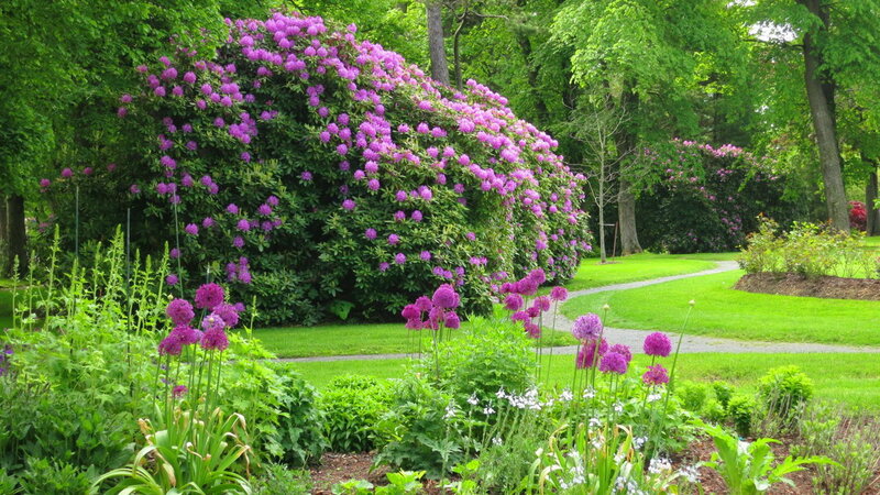 Purple Rhododendron Bush — Green, Serene, Summer