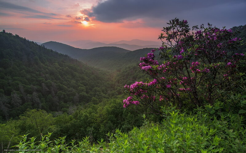 Purple Rhododendron Bush — Green, Serene, Sunset, Photograph