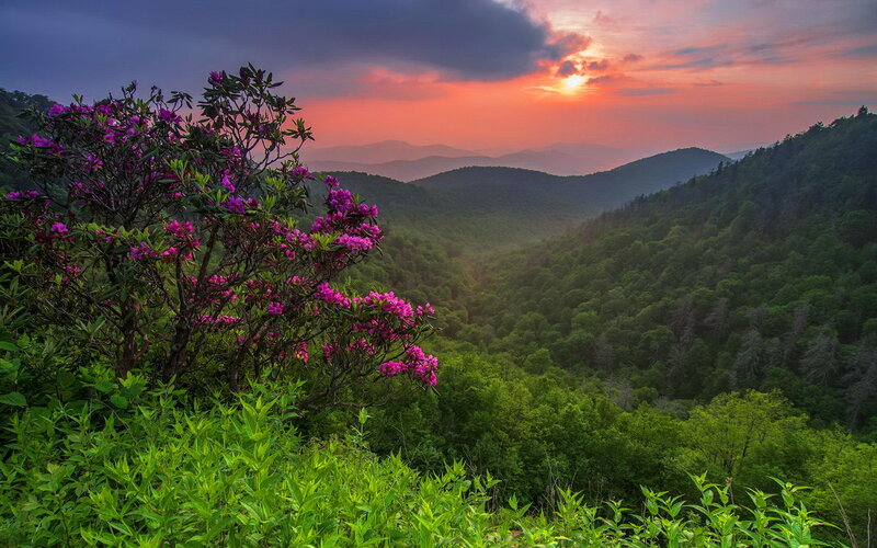 Purple Rhododendron Bush — Green, Serene, Sunset