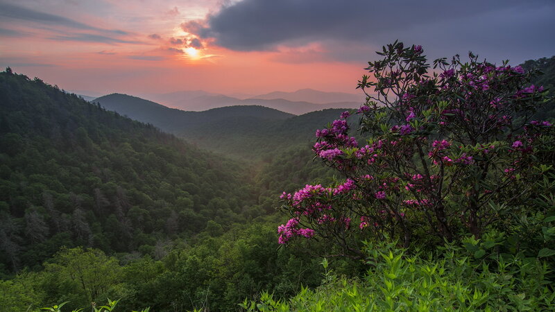 Purple Rhododendron Bush — Green, Serene
