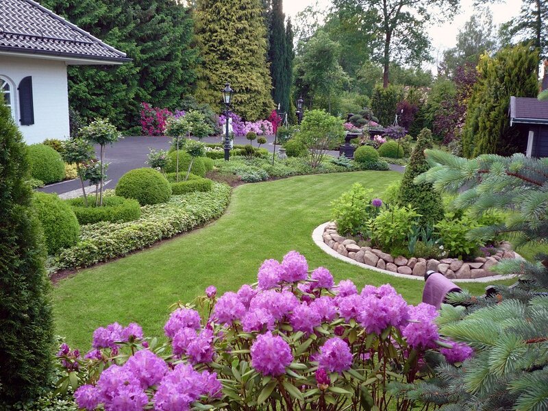 Purple Rhododendron Bush — Green