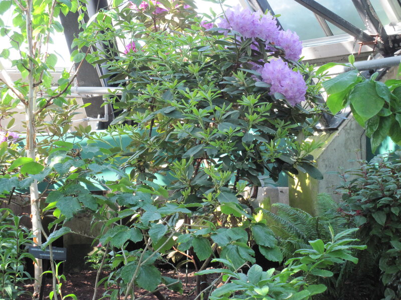 Purple Rhododendron Bush — Serene, Afternoon