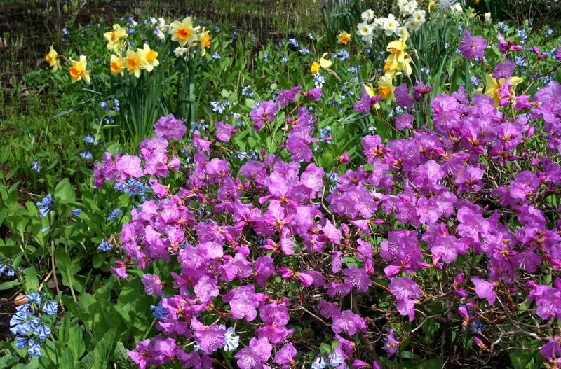 Purple Rhododendron Bush — Serene, Spring