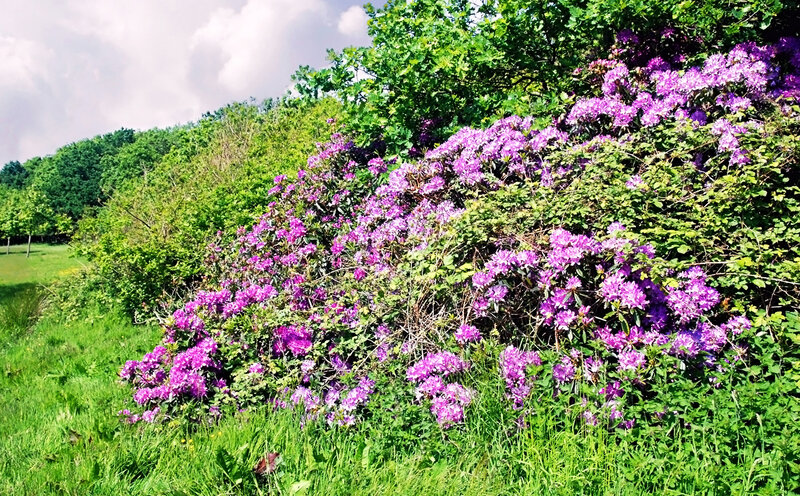 Purple Rhododendron Bush — Serene