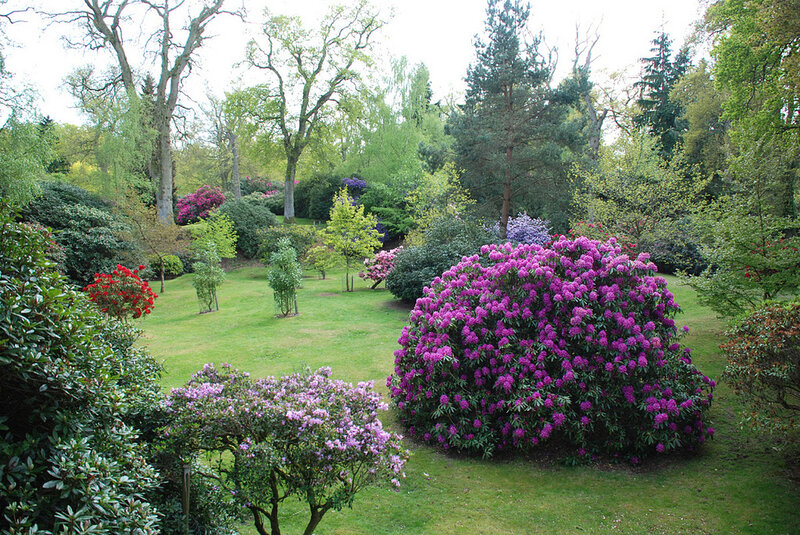 Purple Rhododendron Bush